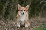 CORGI PEMBROKE 1421